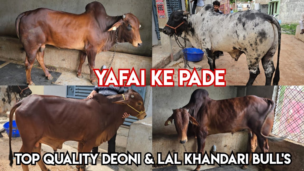 Top Quality deoni & Lal khandari bull's in barkas salalah | Abdullah Yafai ke janwar available