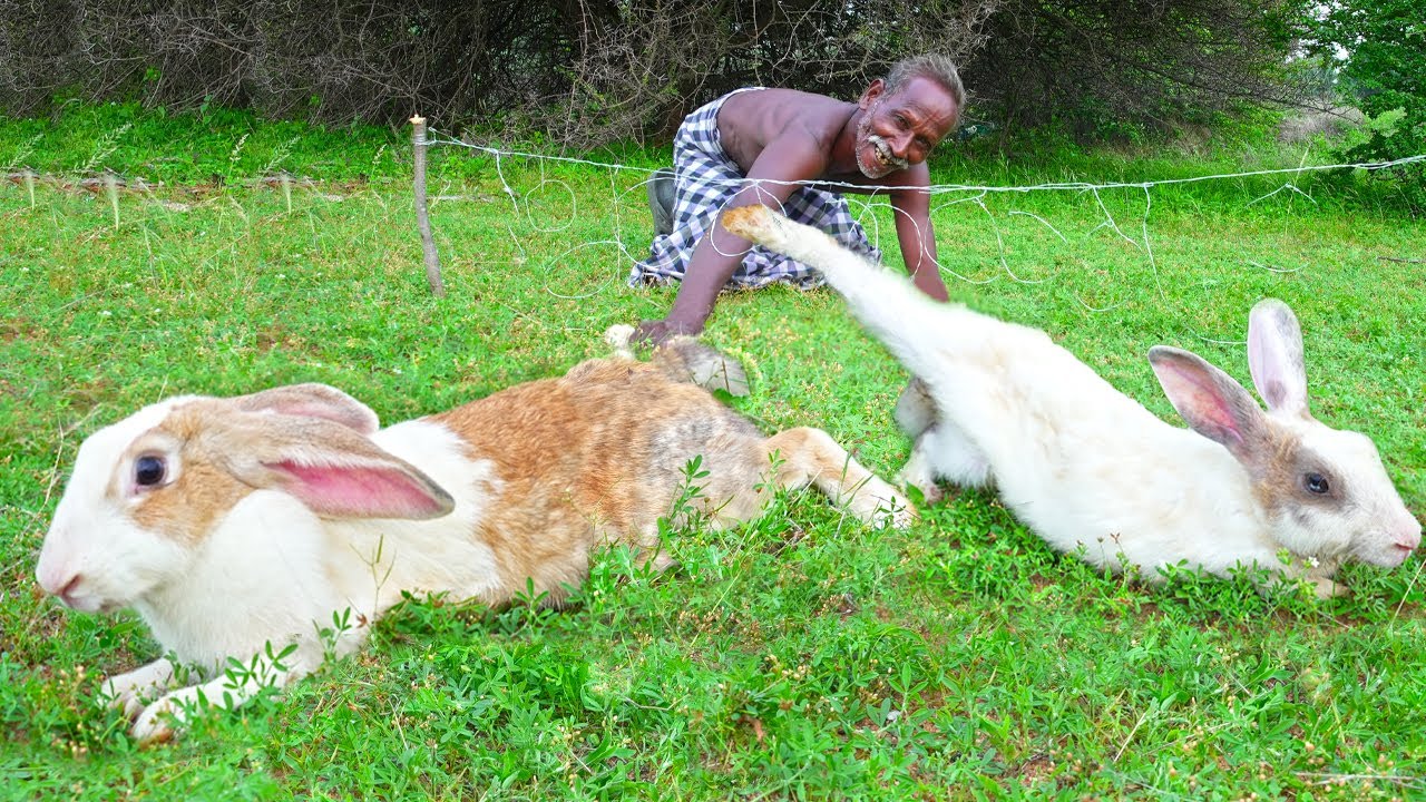 WILD RABBIT HUNTING | Primitive Technology | Village Grandpa Hunting Giant Rabbit |