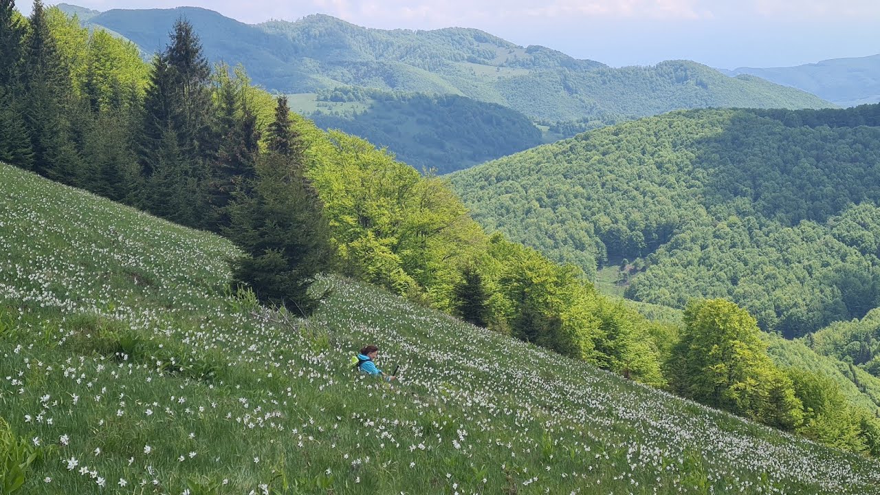Ep.49⛰️🥀Poiana cu narcise de la Negrileasa - Munții Metaliferi