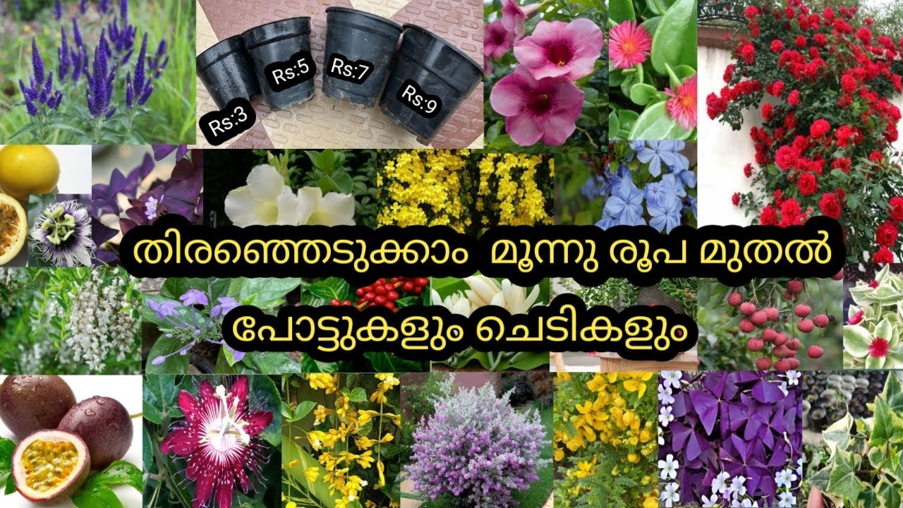 whatsapp:9847317048💐തിരഞ്ഞെടുക്കാം മൂന്നു രൂപ മുതൽ  പോട്ടുകളും ചെടികളും #lowcostplants#superquality