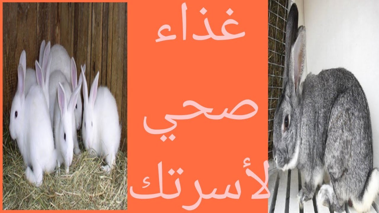 المشروع المربح بأقل التكاليف وبدون جهد كبير