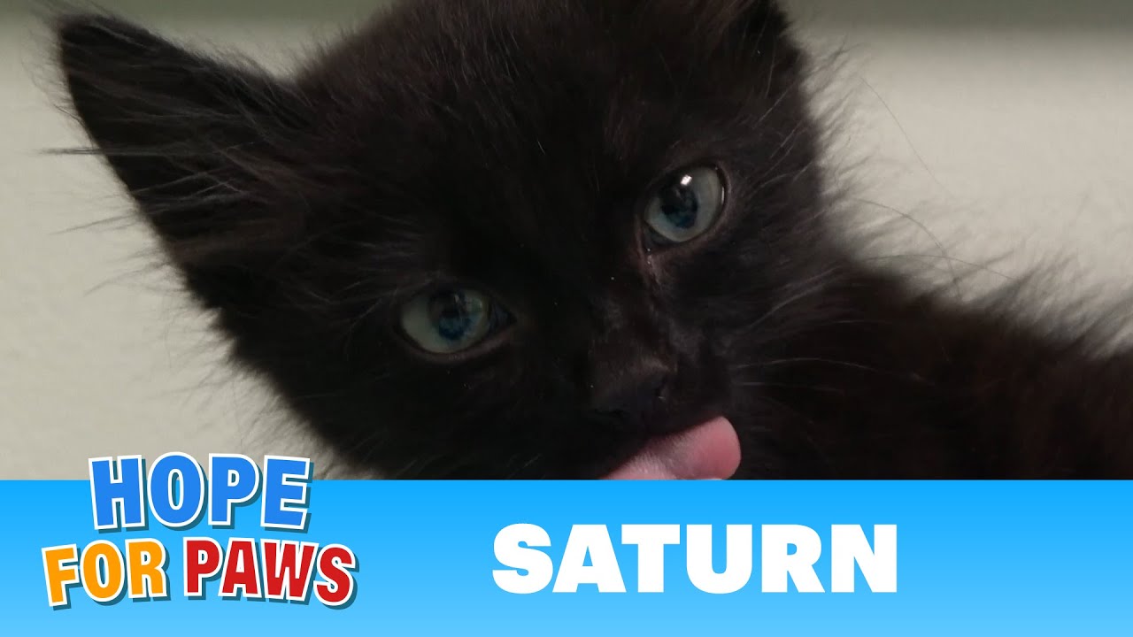 Kitten ALMOST gets away from us!!!  Luckily - he fails! ❤️ #kittenrescue