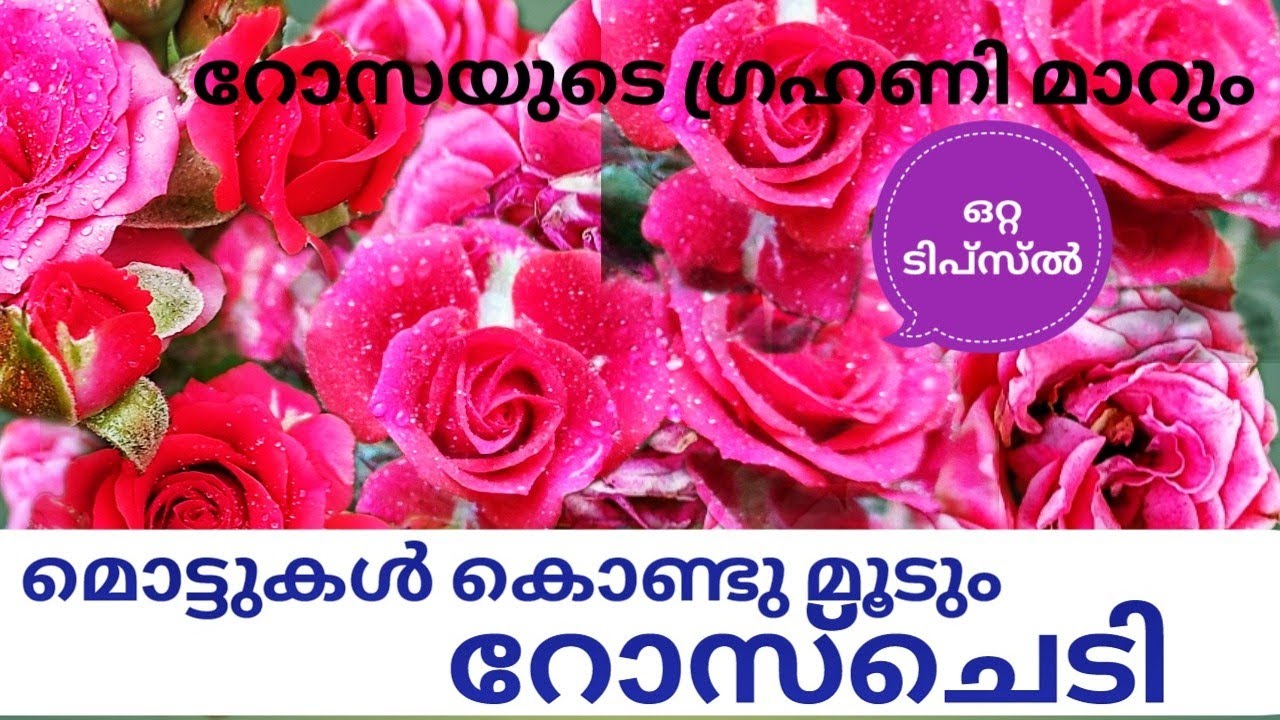 Rose plant care | Rose plant fertilizer | How to prune rose plant
