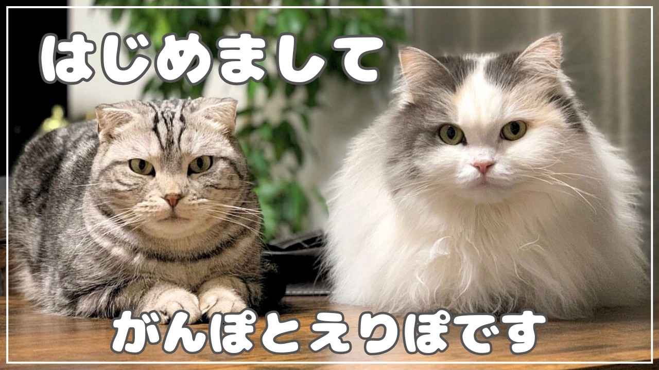 スコティッシュの兄妹猫、ついにYouTubeデビューしました| Scottish Fold Siblings Make Their YouTube Debut!