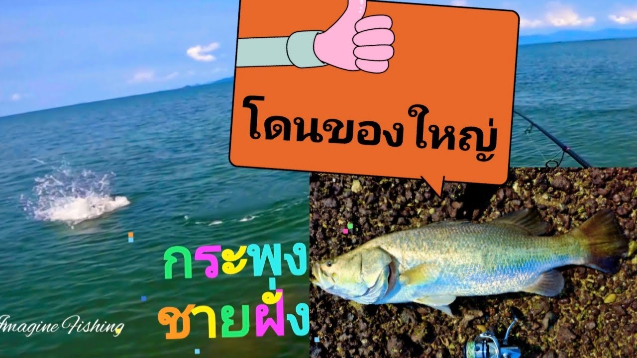 #ตกปลา #baramundi โดนของใหญ่  กระพงชายฝั่ง