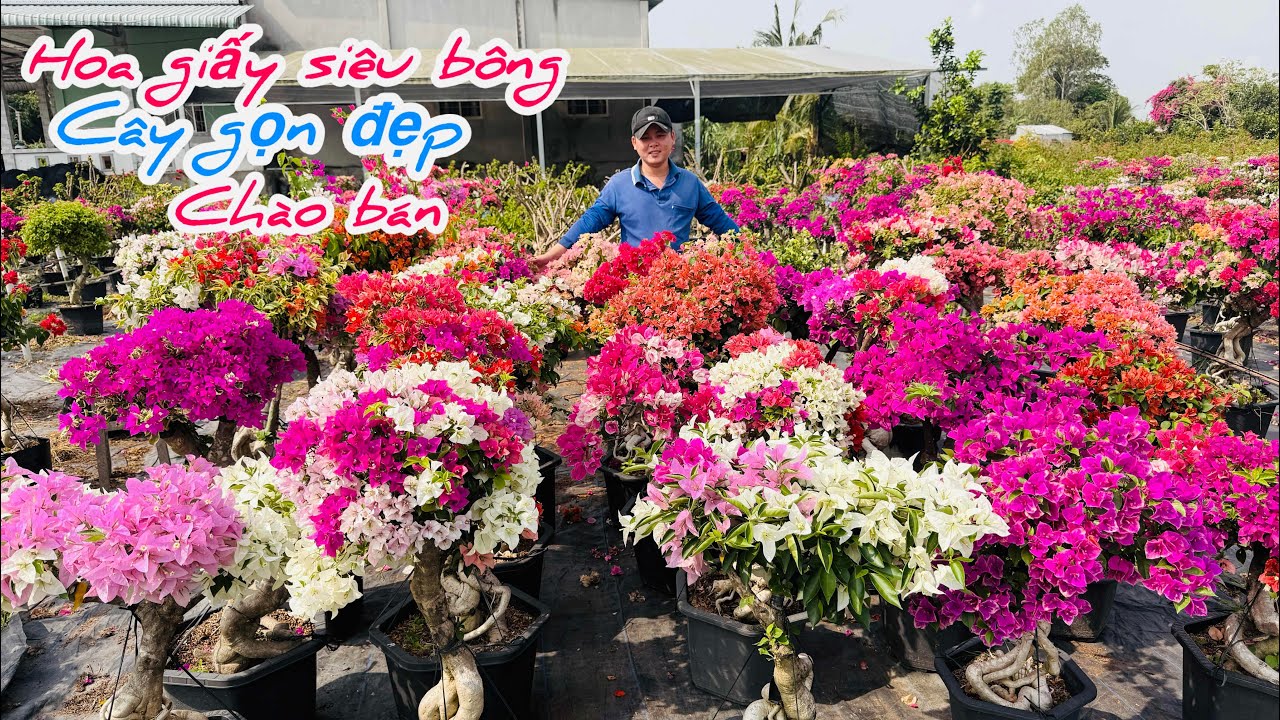 Hoa giấy siêu bông ghép nhiều màu,kép chùm chào bán..25/02😘📲 0924.485.874.Phúc 
