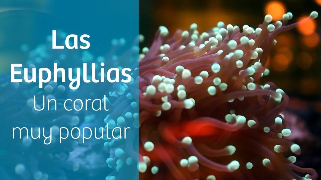 Corales duros para acuario · Euphyllias ♨️