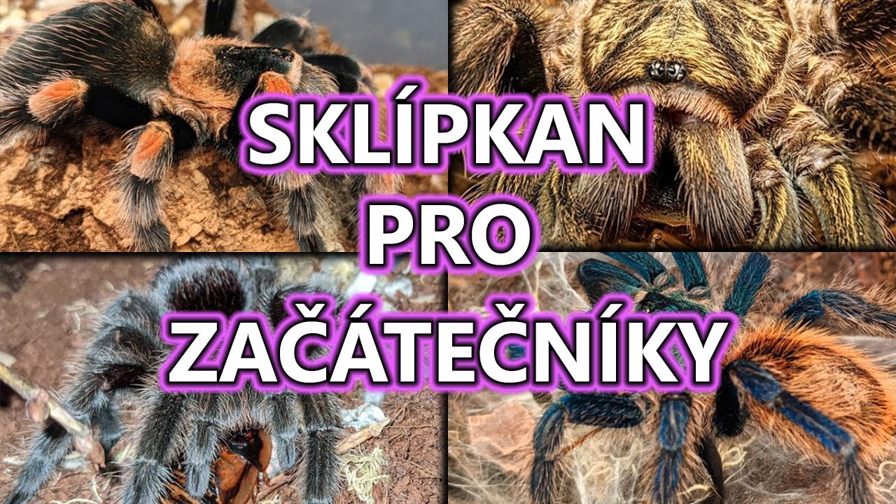 Nejlepší sklípkan pro začátečníky? + krmení sklípkanů