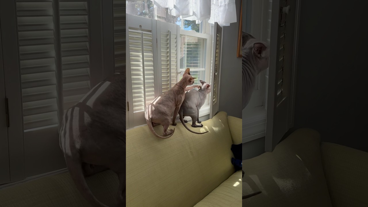 Sphynx Slap Fight 👋 #jadapinkettsphynx #hairlessharry