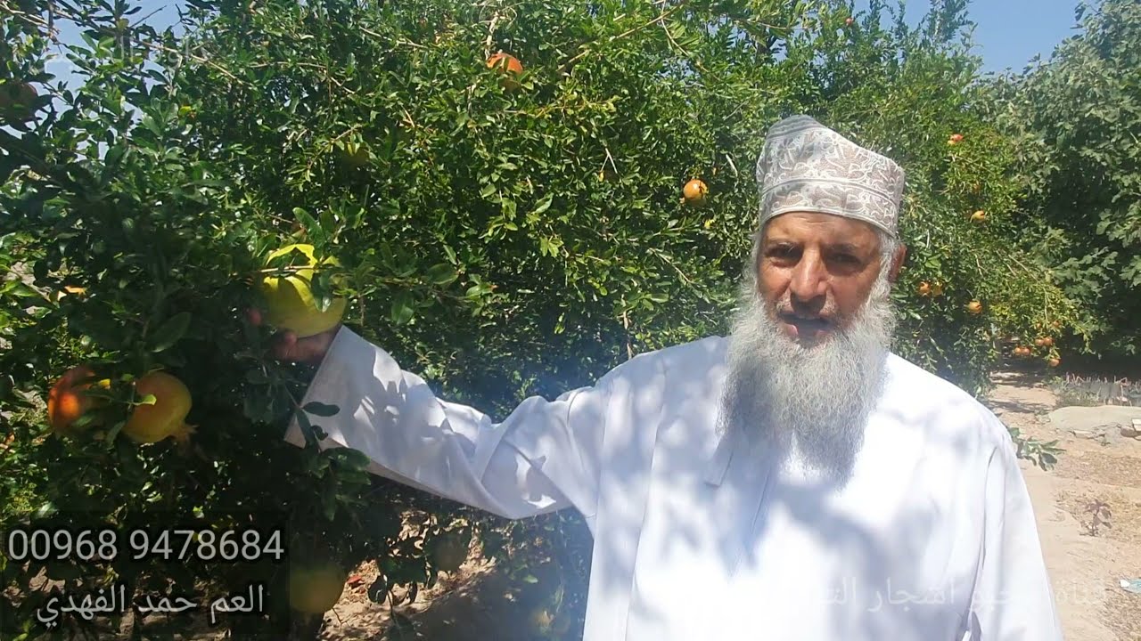 زيارة العم حمد الفهدي( الجزء الثاني ) التين الكحلي وباقي الأنواع
