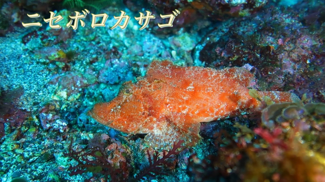 ニセボロカサゴ|伊豆大島|秋の浜