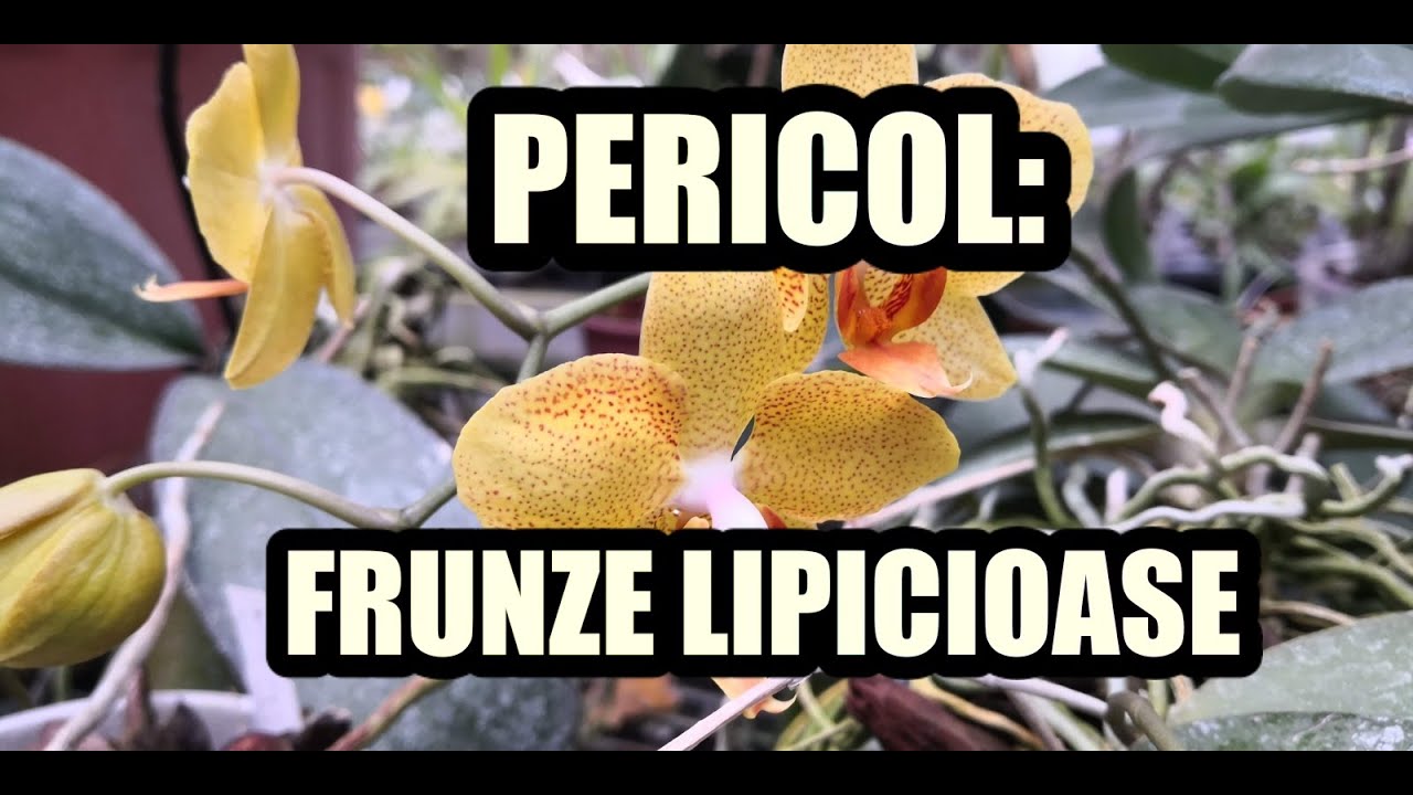 Ce facem cand apar substante lipicioase pe frunze #ingrijireaflorilor