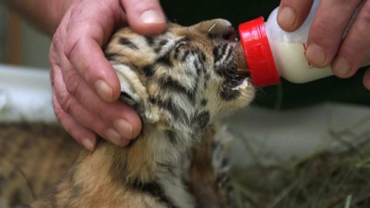 Salvati da un appartamento, bebé tigre allo zoo di Schoenbrunn