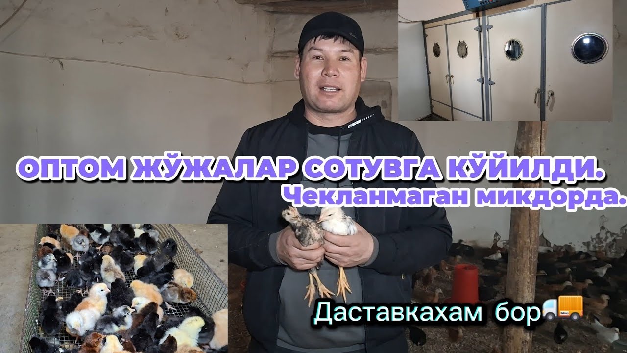 ГУРЛАН ЛЕЛИН САЙОТХОН МАХАЛАСИНДА ОПТОМ ЖЎЖАЛАР СОТУВГА ҚЎЙИЛДИ ДАСТАФКАХАМ БОР. 