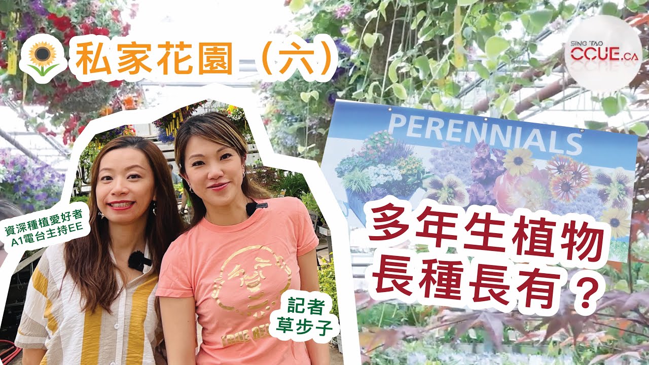 #CCUE 私家花園🌻ep6｜種一次年年開花 「多年生」植物長種長有 花點心思一勞永逸 #花園 #種植 #泥土 #加拿大生活 #一年生 #多年生