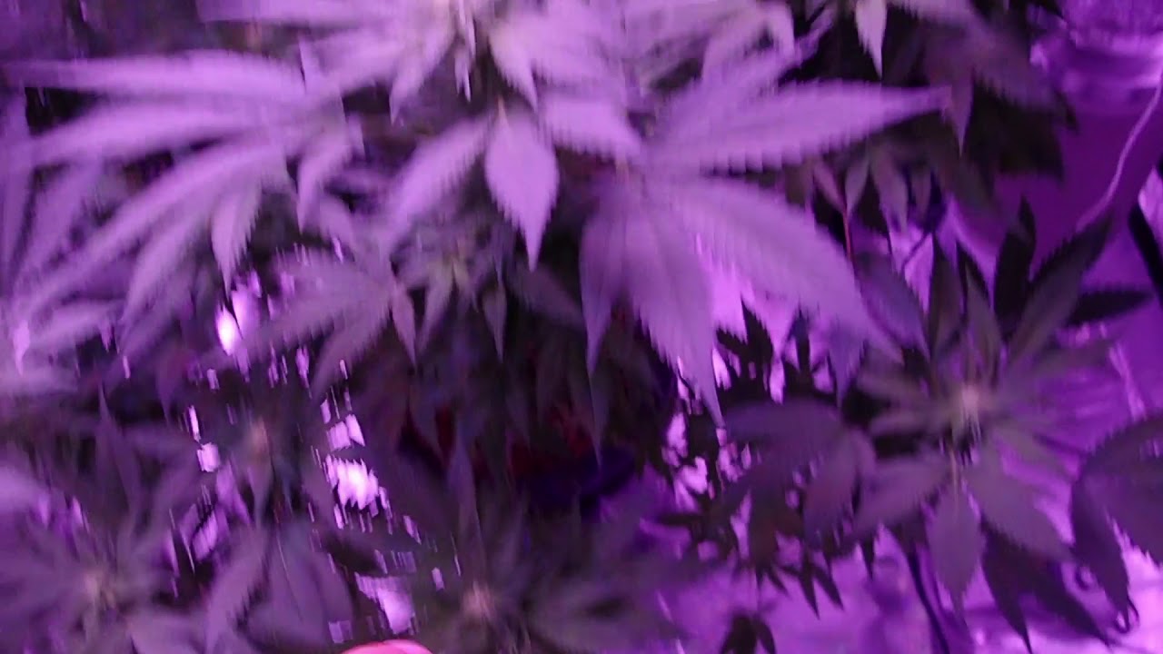 Lemon Zkittle: G8 Updates