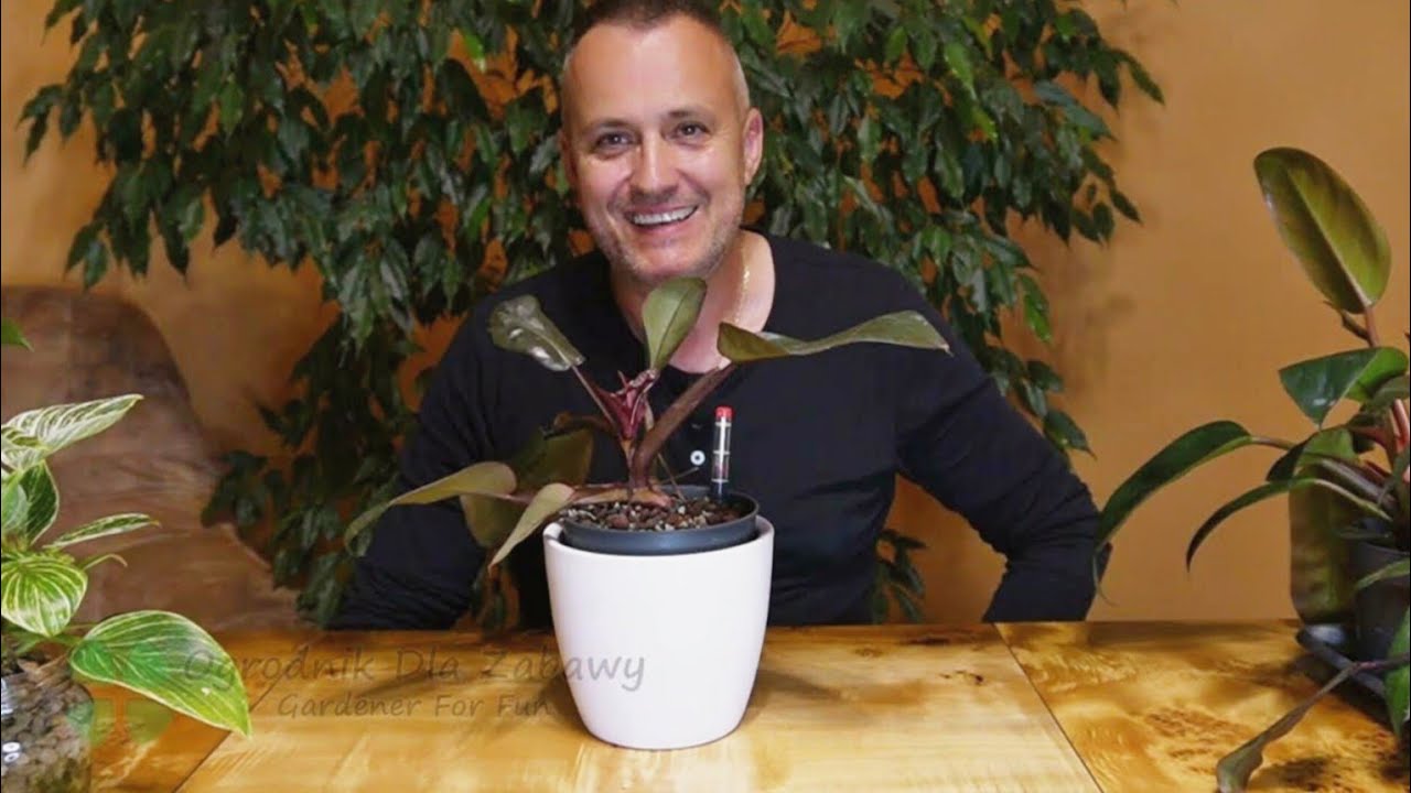 79. Philodendrony cz.1 - Philodendron Selloum, Philodendron Pink Princess. Miodniki czy plamistość?