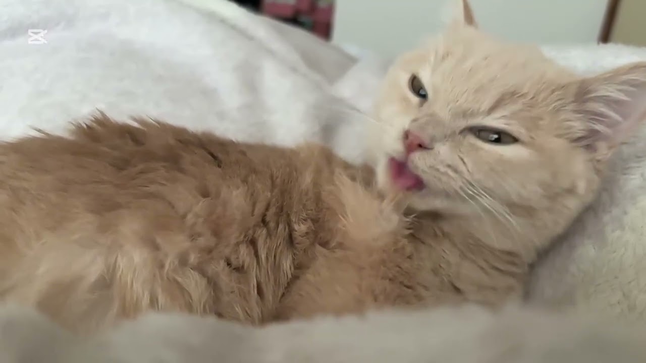 こむぎのスロー毛繕い。#猫#ねこ#ハチワレ#茶トラ#マンチカン#YouTube#ショート#オススメ#バズり#かわいい#可愛い#流行り#cat#ふみふみ#面白い#人気になりたい#子猫