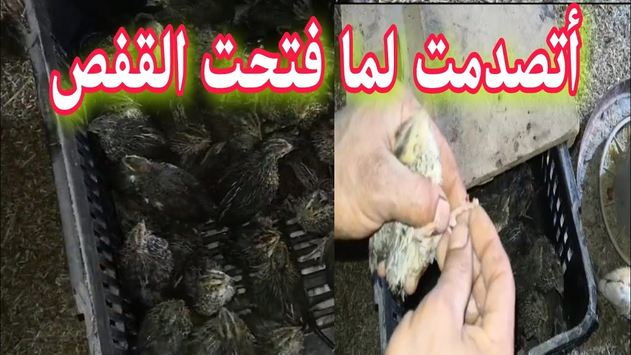 أشتريت سمان متحضن وأتصدمت لما فتحت القفص