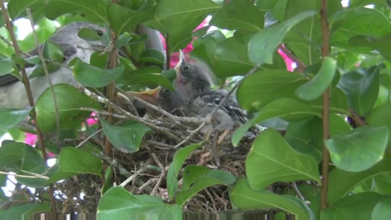 Northern Mockingbird Feeding Babies Free Download  Canon HD Video 1080p Creative Commons Use