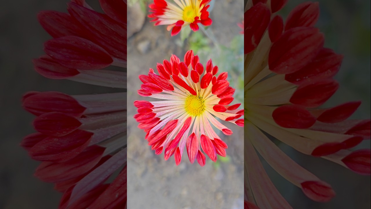 Indian flower beautiful provide this video now natural colour 