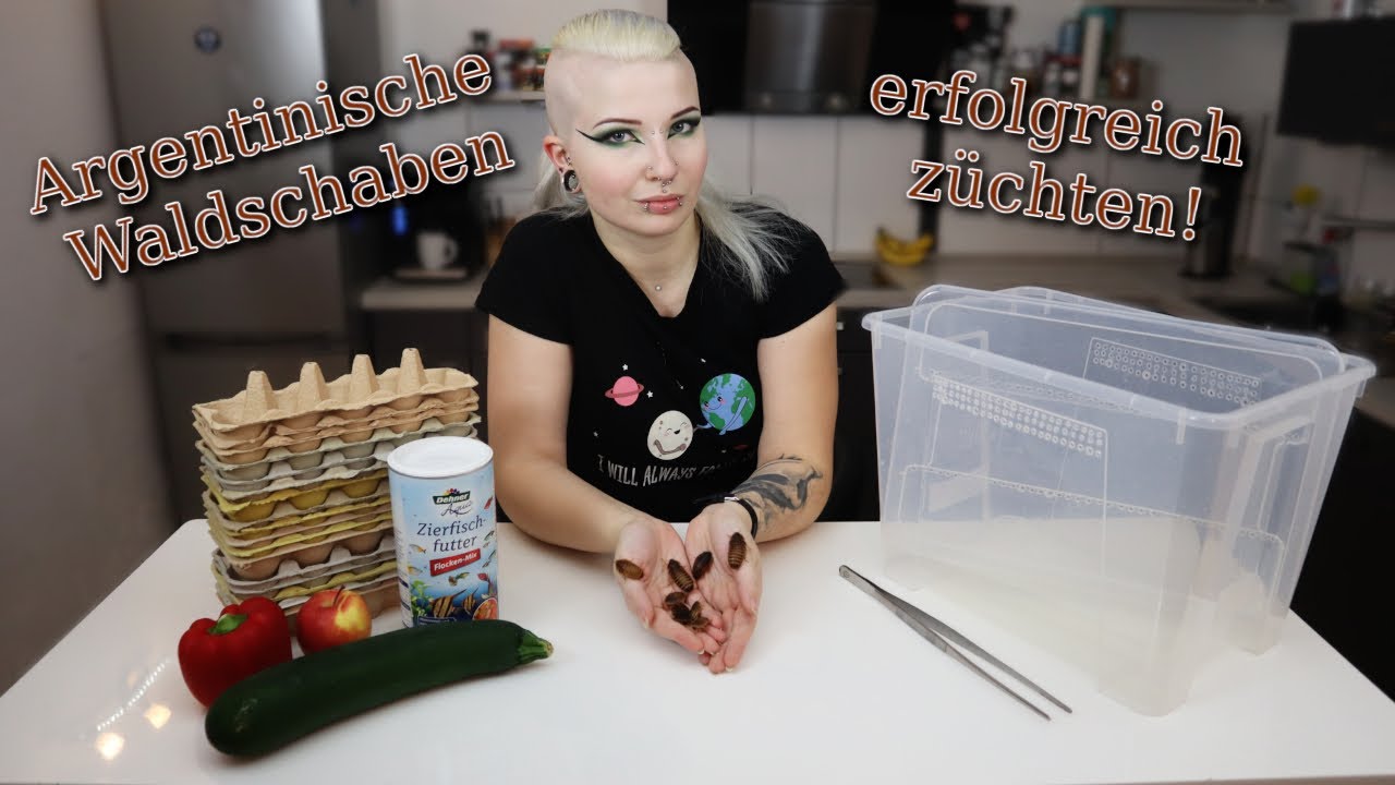 Argentinische Waldschaben erfolgreich züchten! [Komplettanleitung!] | Liliths Colorful Garden