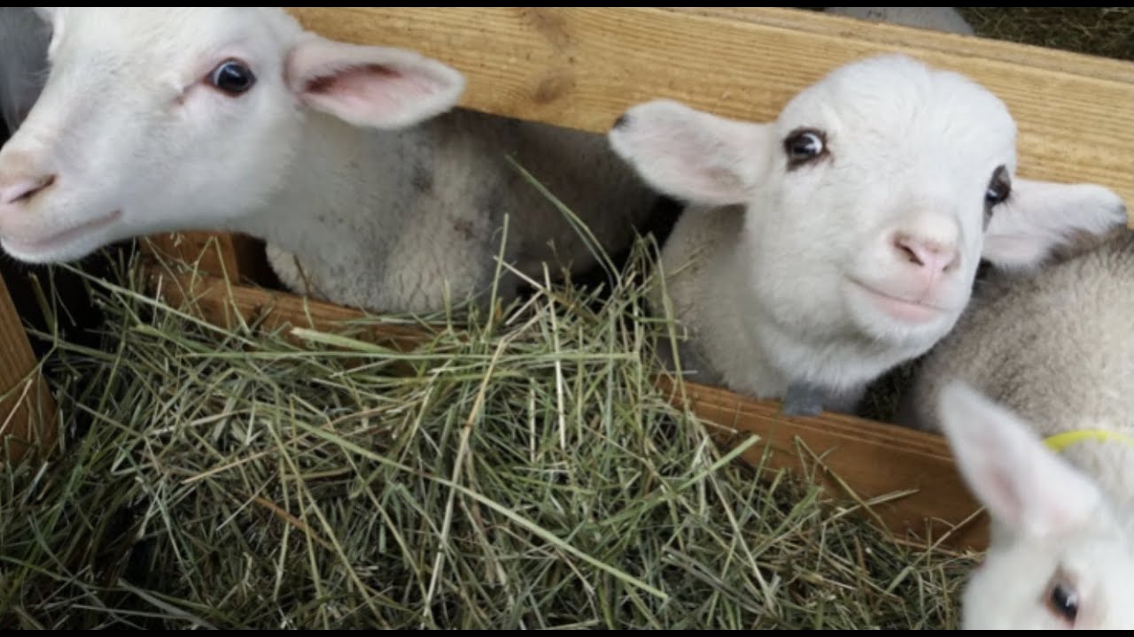 Visite de la ferme pédagogique du Luppachhof à Bouxwiller