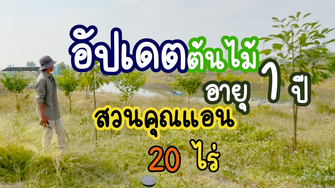 อัปเดตต้นไม้ป่าอายุ 1 ปีที่ฉะเชิงเทรา l คนรักษ์ป่า EP. 295