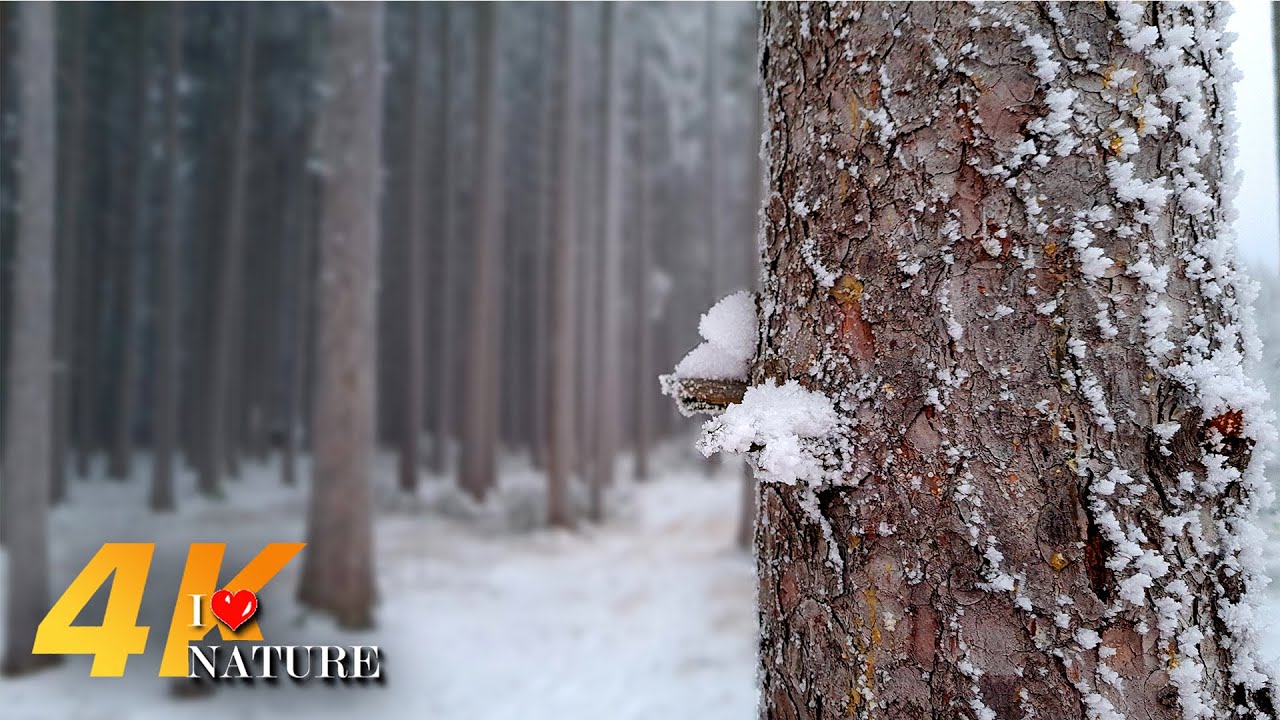In The Frosty Forest - 4K ASMR Walk In A Winter Forest