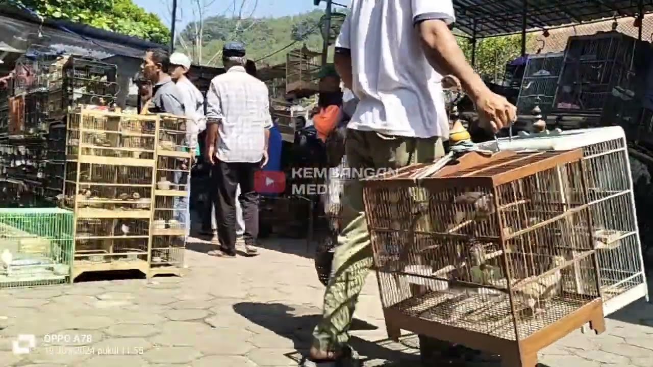 audio suasana keramaian pasar burung untuk memancing bunyi burung macet