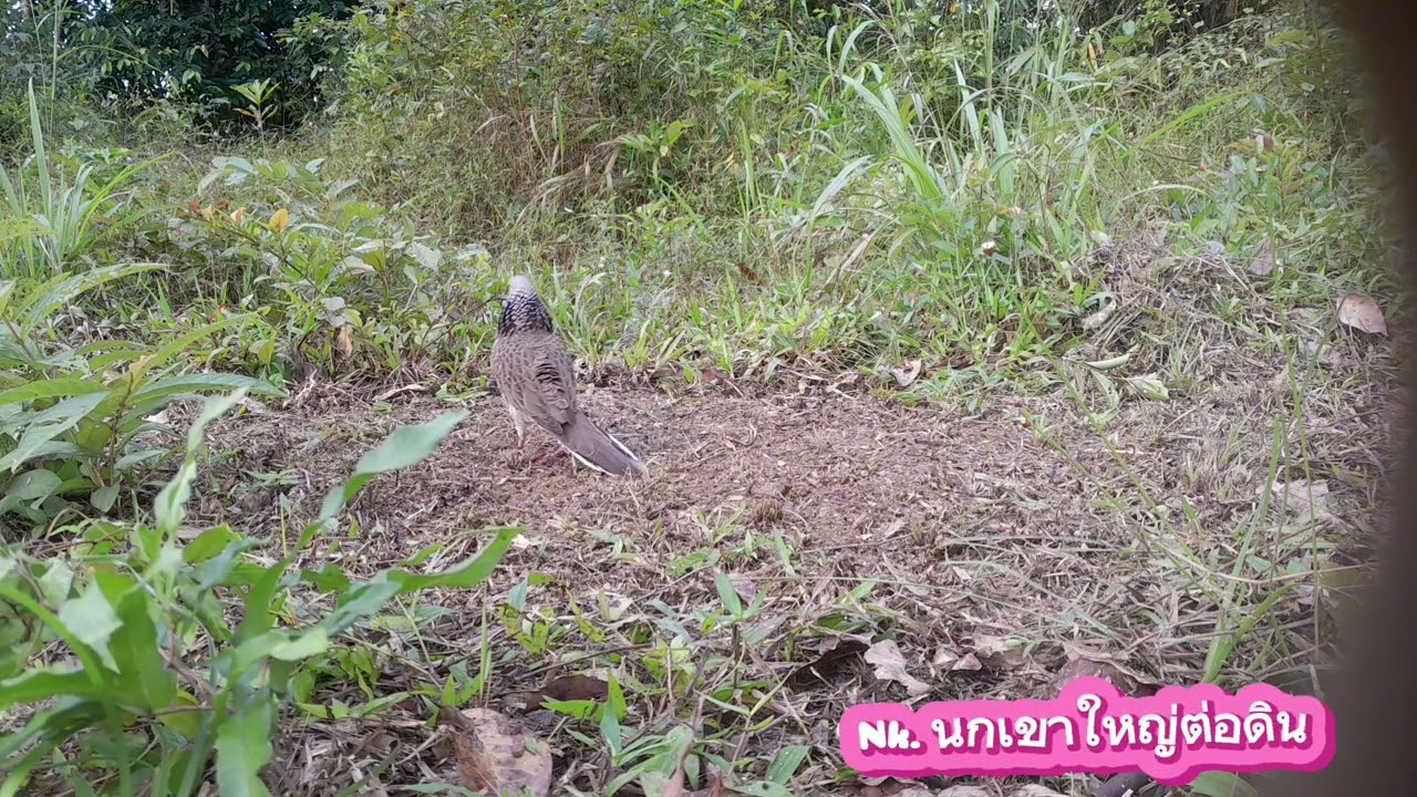 โผนทีเดียวถึงกับร่วง#🔊เจ้าร็อคบาจัดให้..แต้มที่12