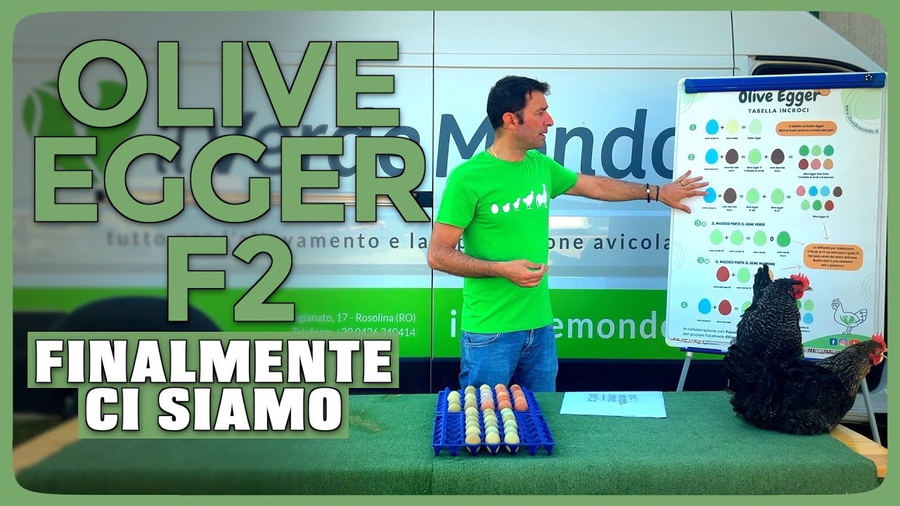 OLIVE EGGER F2: Finalmente ci siamo!!