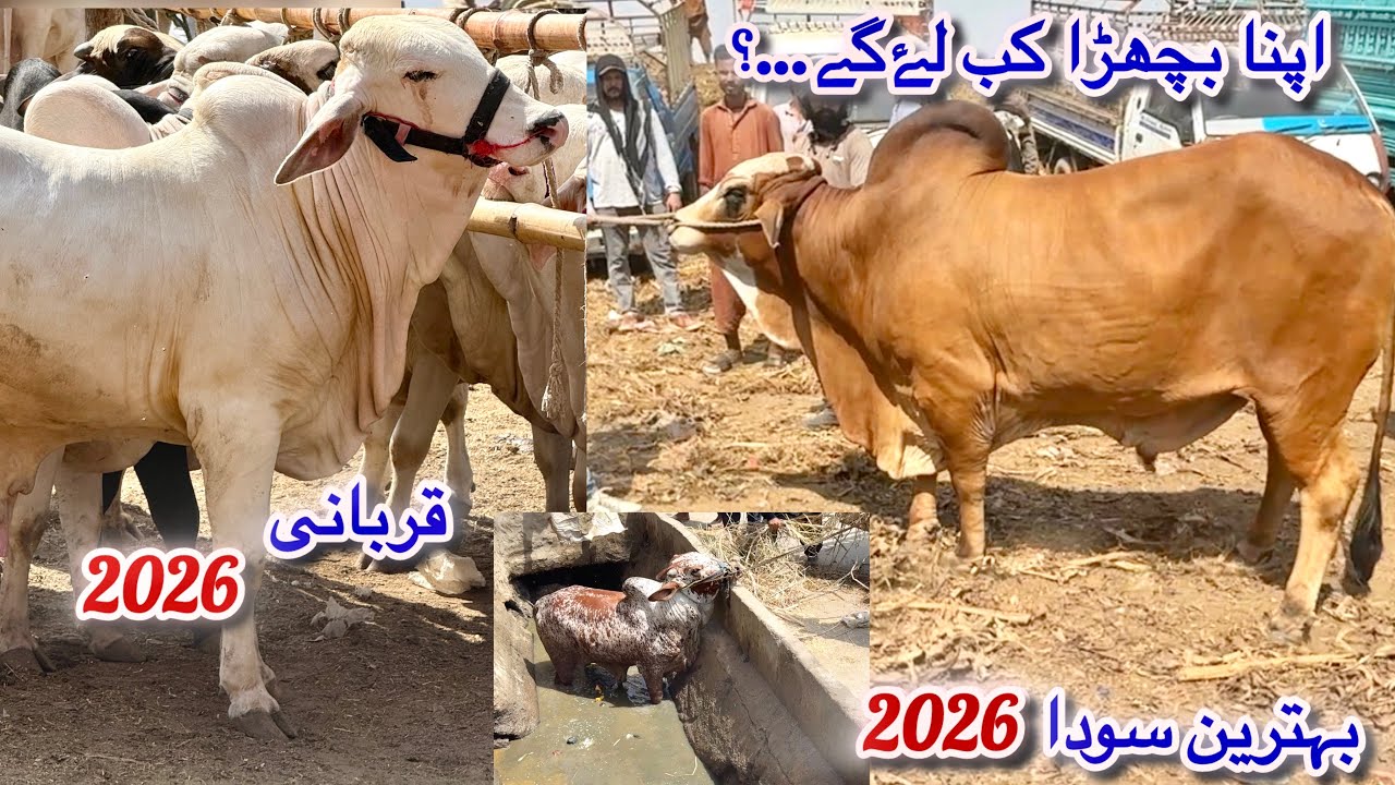 Karachi Cow Mandi Bhains Colony Latest Rates Update 15 April 2026 || Cow Mandi 2026 