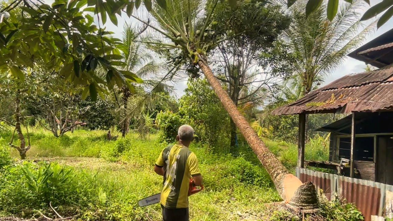 Menebang pohon kelapa menggunakan mesin gergaji Husqvarna 395xp