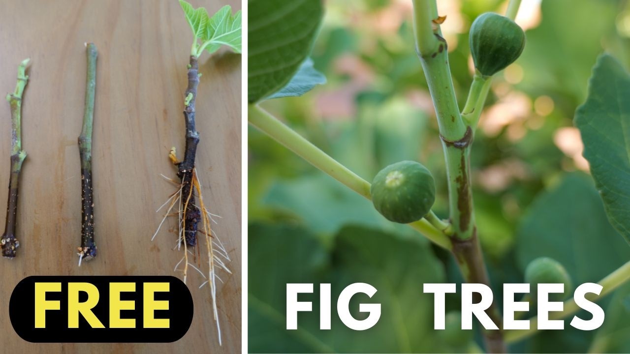 How to Grow Fig Trees from Cuttings (Easy Propagation Guide)