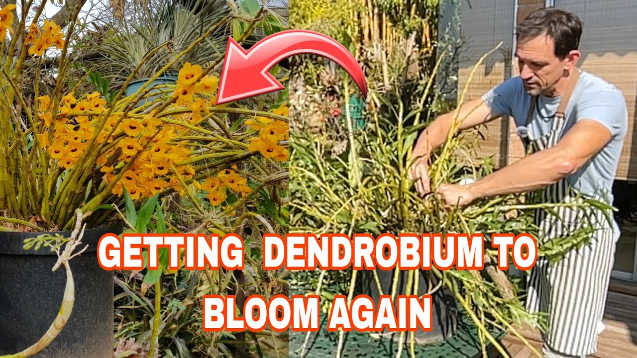 Гигантский репот Dendrobium fimbriatum oculatum