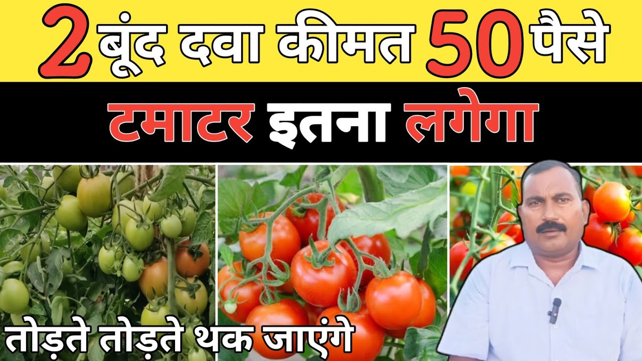 फूल सूखना–गिरना खत्म ✔️ टमाटर में रिकॉर्ड तोड़ फल | 1ml दवा = जबरदस्त उत्पादन | Agro Farming 