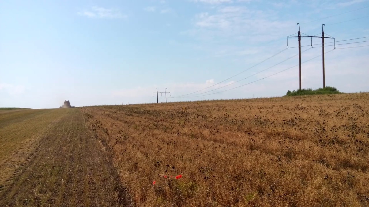 Чечевица. Уборочная 14.07.2019