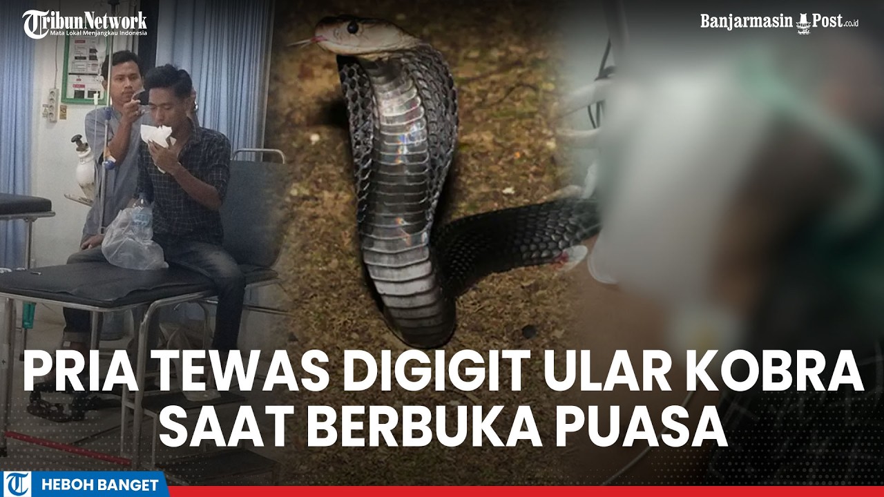 Detik-detik Pria di Musi Rawas Tewas Usai Digigit Ular Kobra saat Berbuka Puasa Ngopi Diteras Rumah