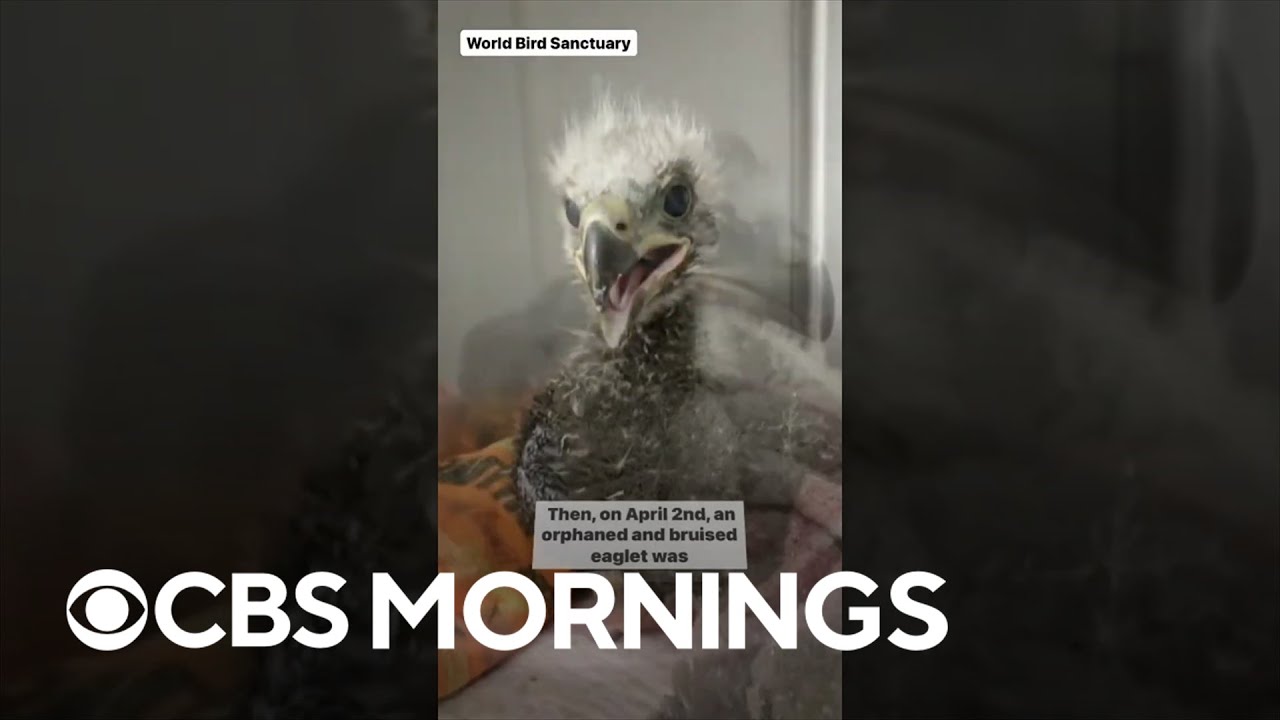 31-year-old bald eagle Murphy trades pet rock for orphaned baby eagle #shorts