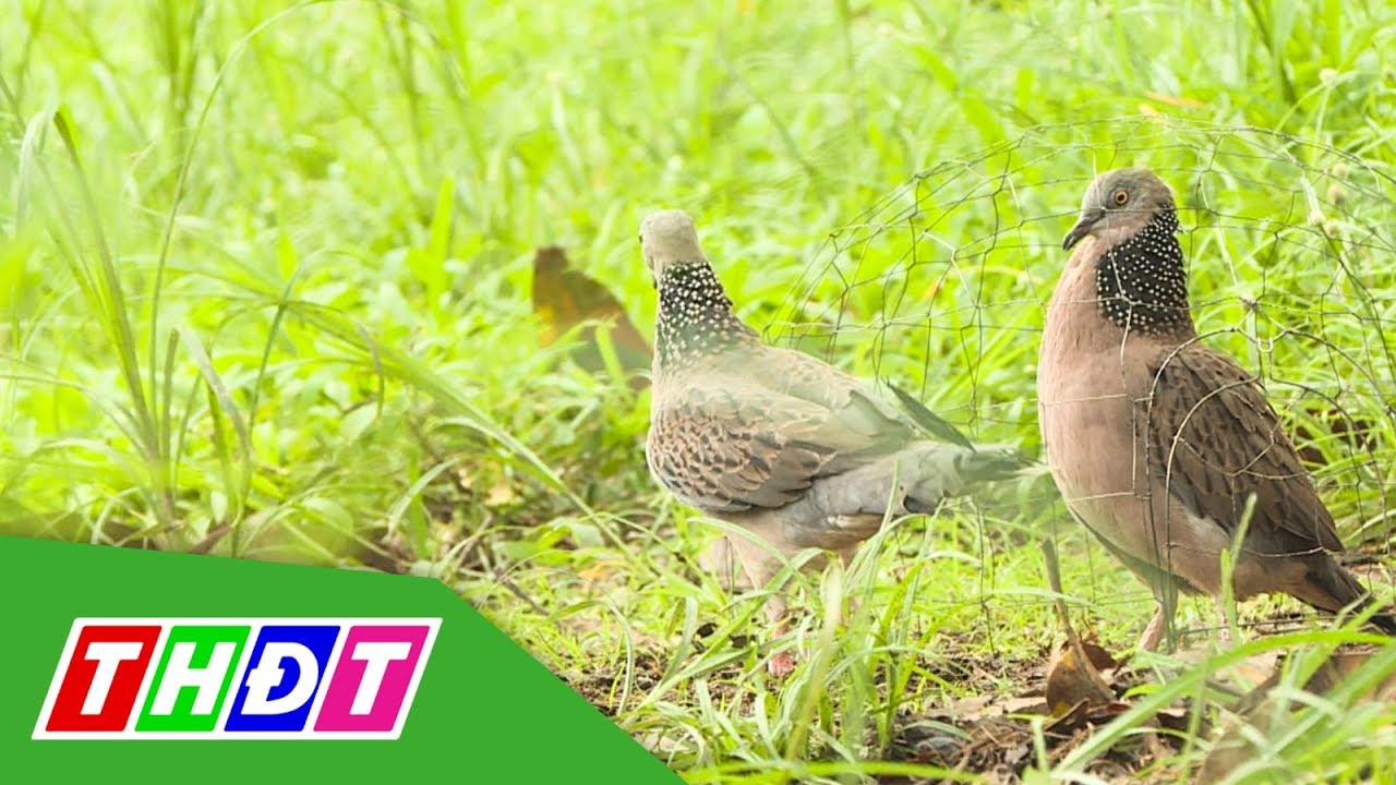 Tìm hiểu về chim cu gáy, thú vui tao nhã của dân chơi chim cảnh | THDT