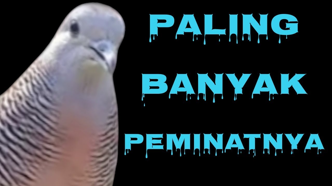 JANGAN SAMPAI DI JUAL ,,, PERKUTUT YANG BANYAK DI CARI & DI GEMARI OLEH BANYAK ORANG