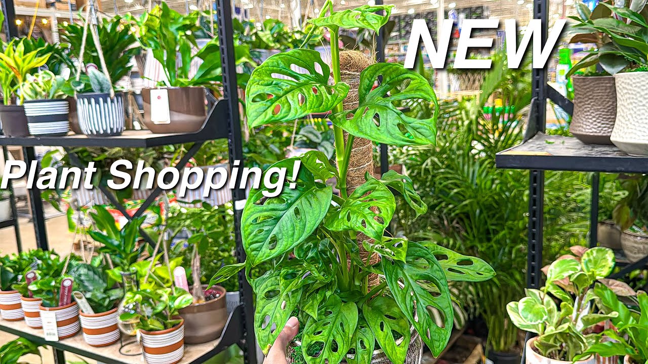 These Live Trends Houseplants are INSANE at Lowes! Big Box Store Plant Shopping!