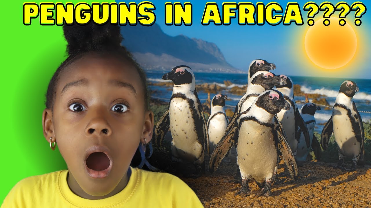 The Craziest Facts About African Penguins Living in HOT South Africa! | Fun Animal Facts for Kids