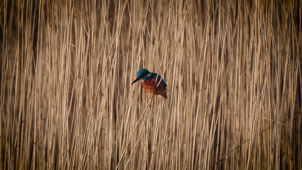 A Kingfisher in Felixstowe, England! | POV ASMR Countryside Walk through Marsh & Boatyard