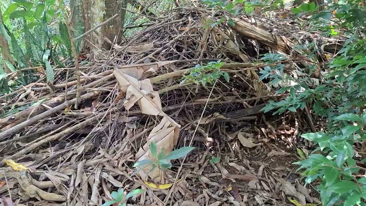 Recanto do pequi nosso pedacinho do céu Hoje Almoço galinha caipira  gratidão à Deus sempre amém 