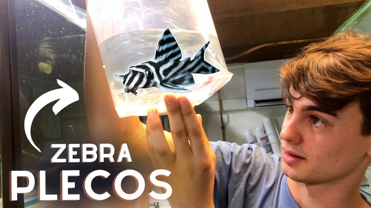Finally Getting L046 Zebra Plecos!