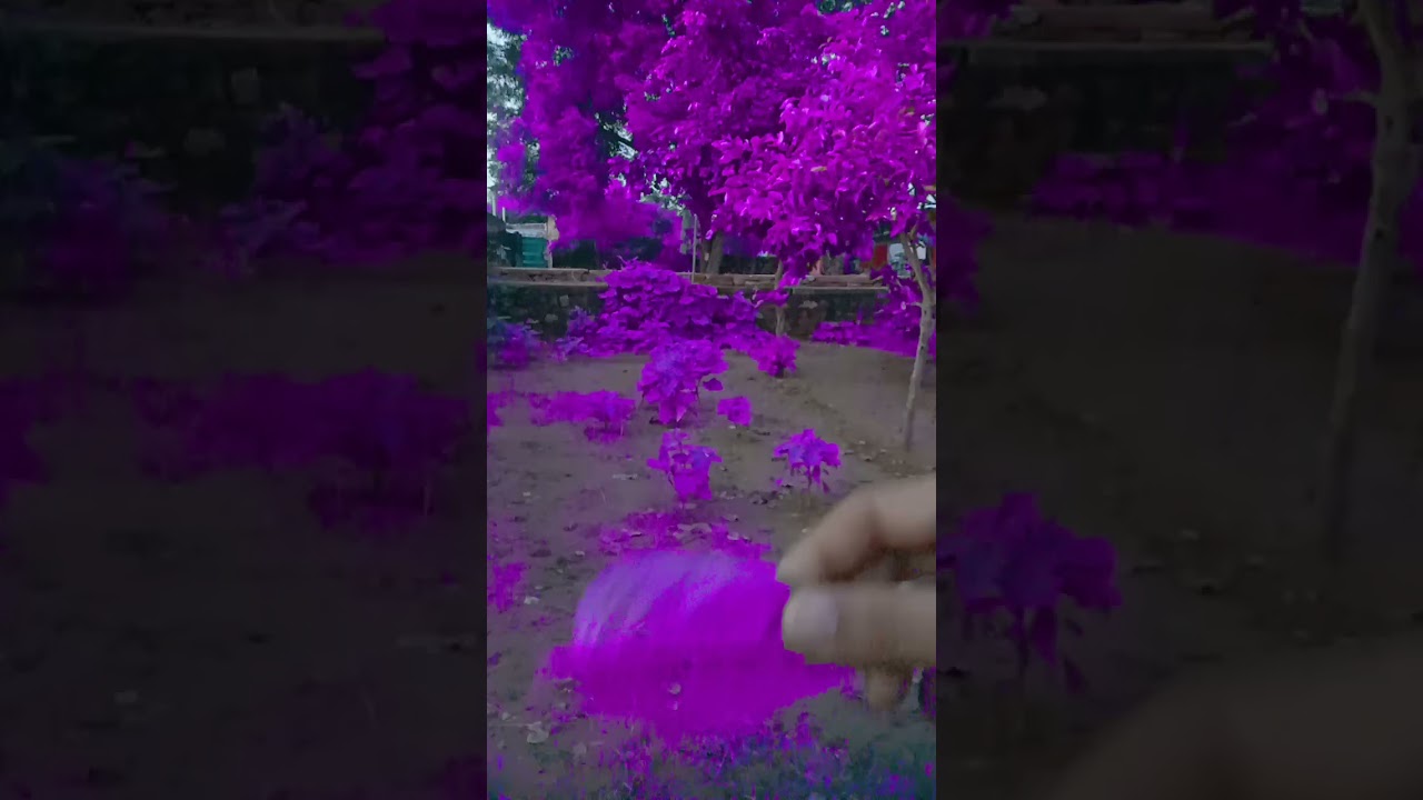 purple land