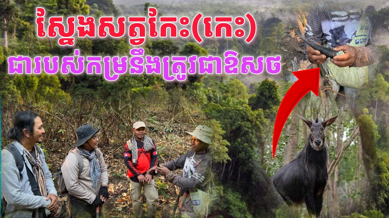 ស្នែងសត្វកែះជារបស់កម្រនឹងជាឱសថព្យាបាល
