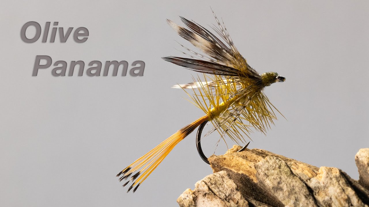 Olive Panama